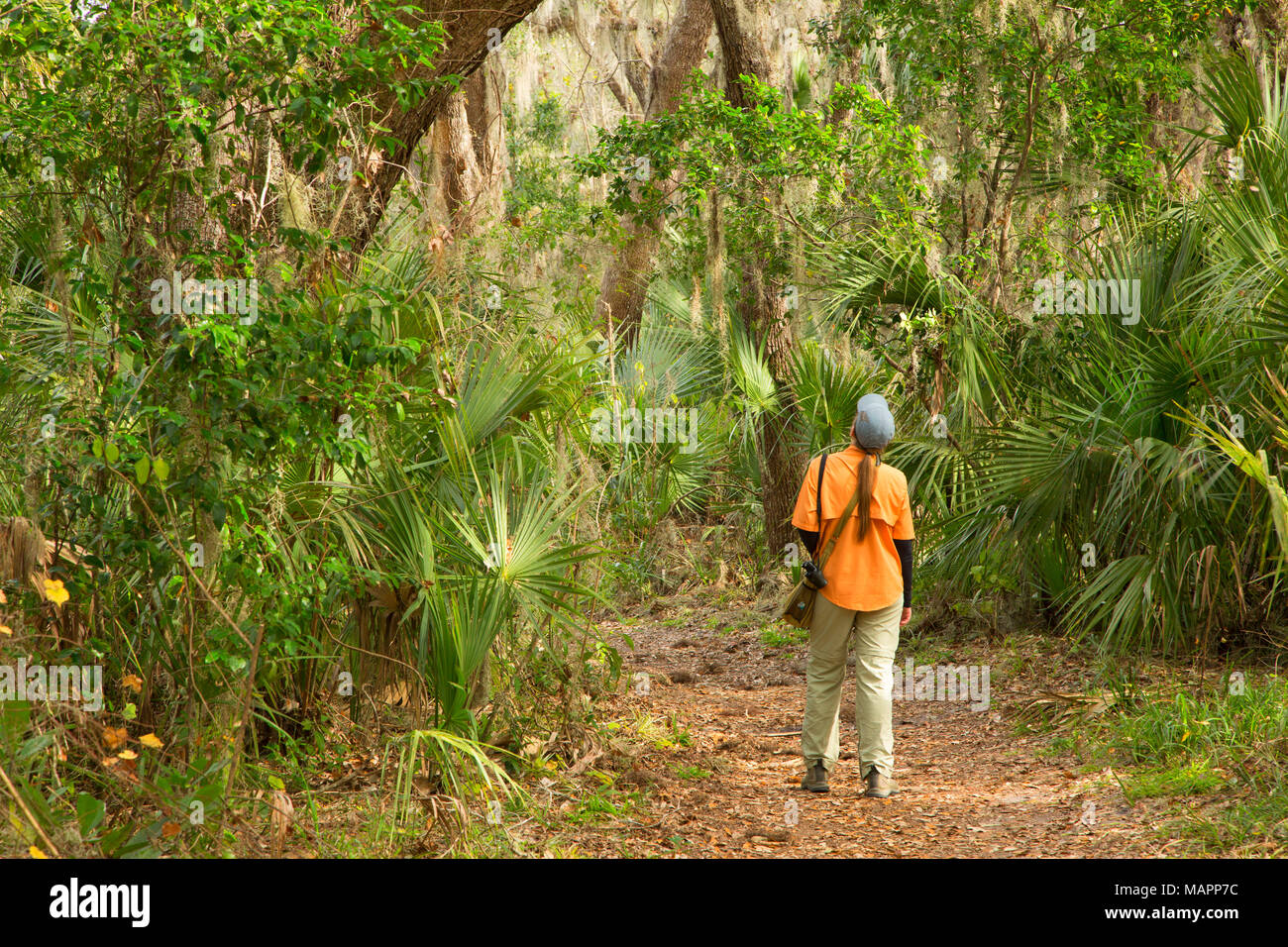 Biodiversität Loop, Enchanted Forest Sanctuary, Florida Stockfoto