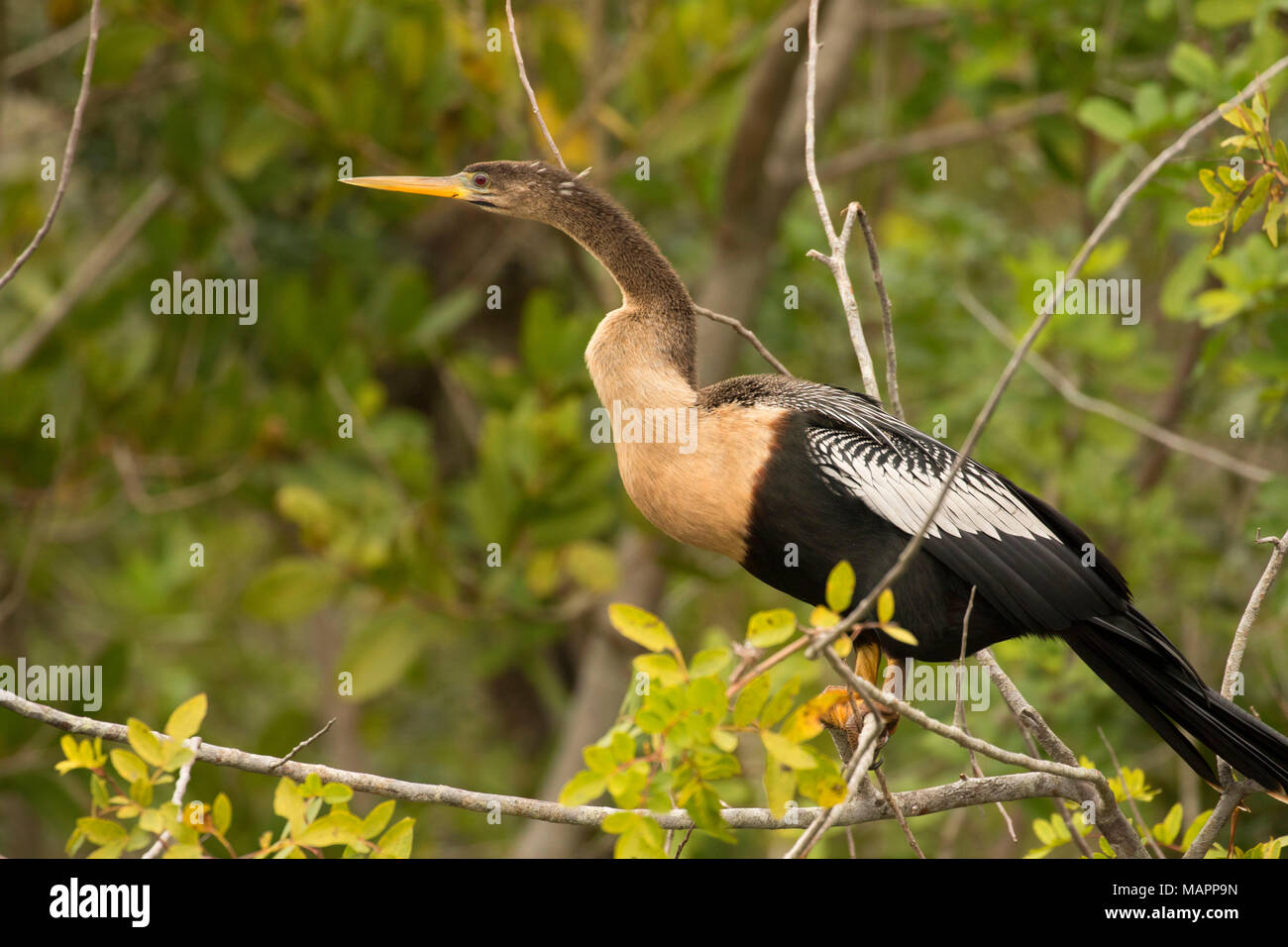 (Anhinga Anhinga anhinga), Pine Island Conservation Area, Florida Stockfoto