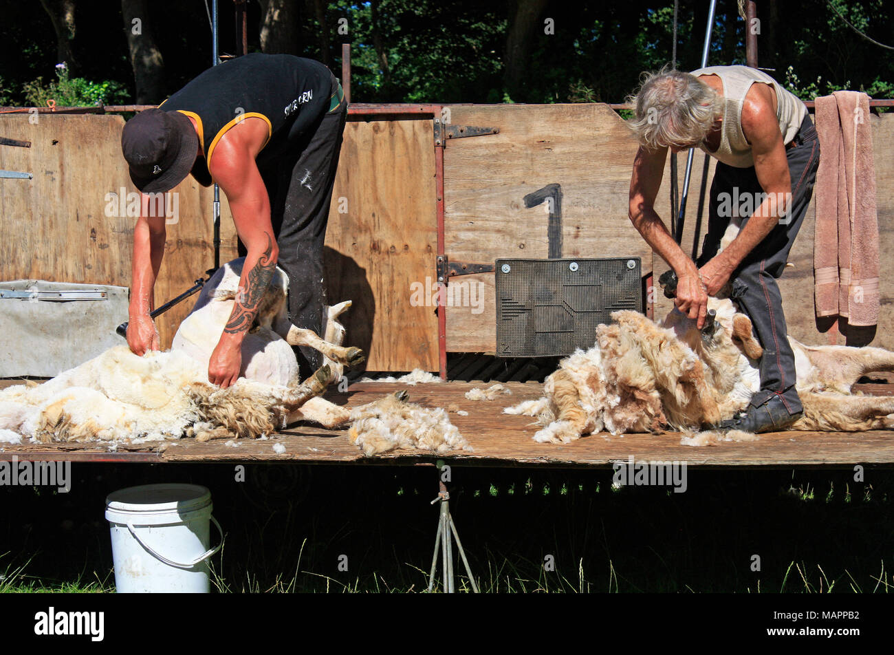 Schafe Scherer Sheering Schafe Stockfoto