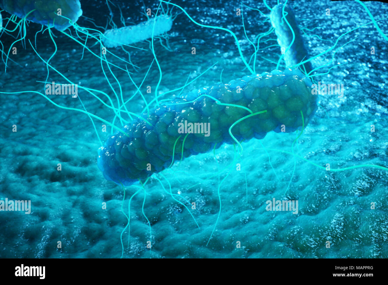 3Drendering Enterobacterias. Gramm negativas Proteobakterien