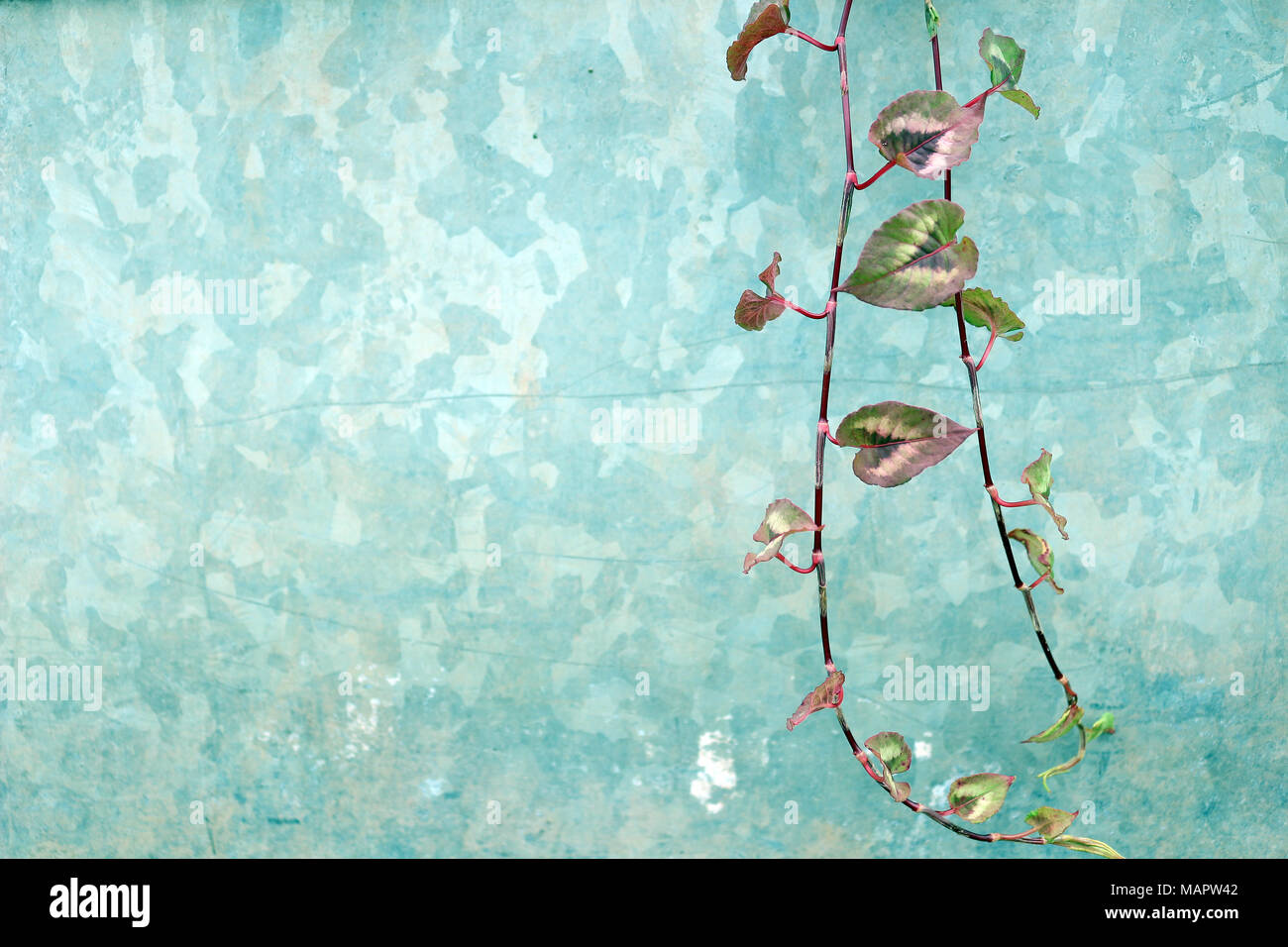 Laub rund um einen teal Hintergrund Stockfoto