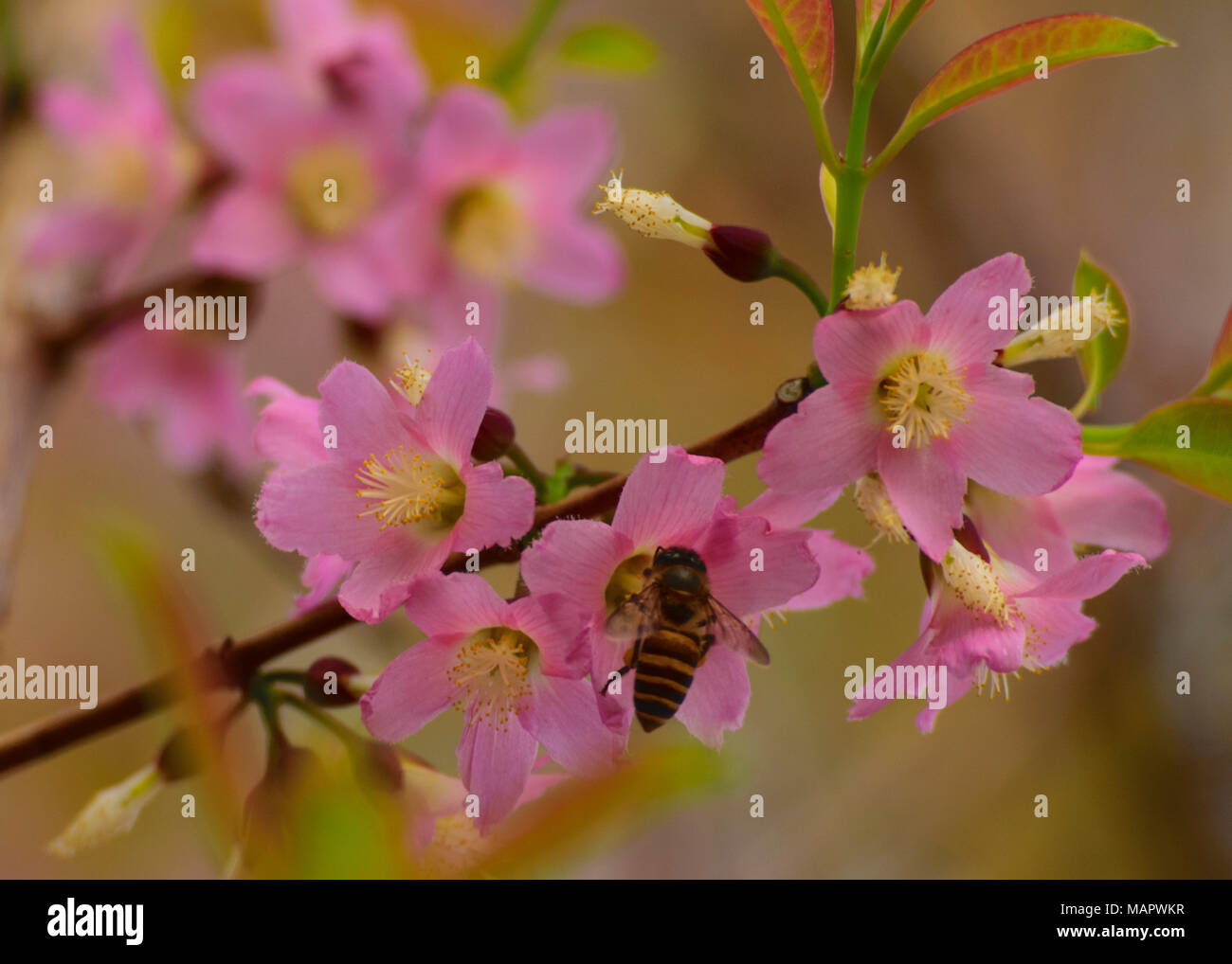 Frische pur natürlich rosa Blumen und Bienen (bestäubung) Stockfoto