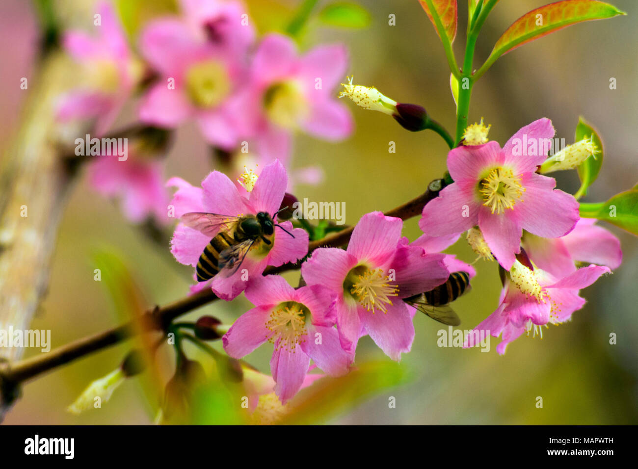 Frische pur natürlich rosa Blumen und Bienen (bestäubung) Stockfoto