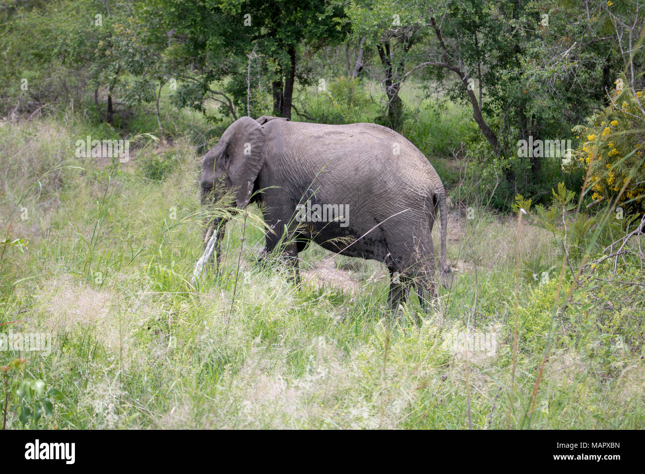 In den Dschungel bei Südafrika Elefanten Stockfoto