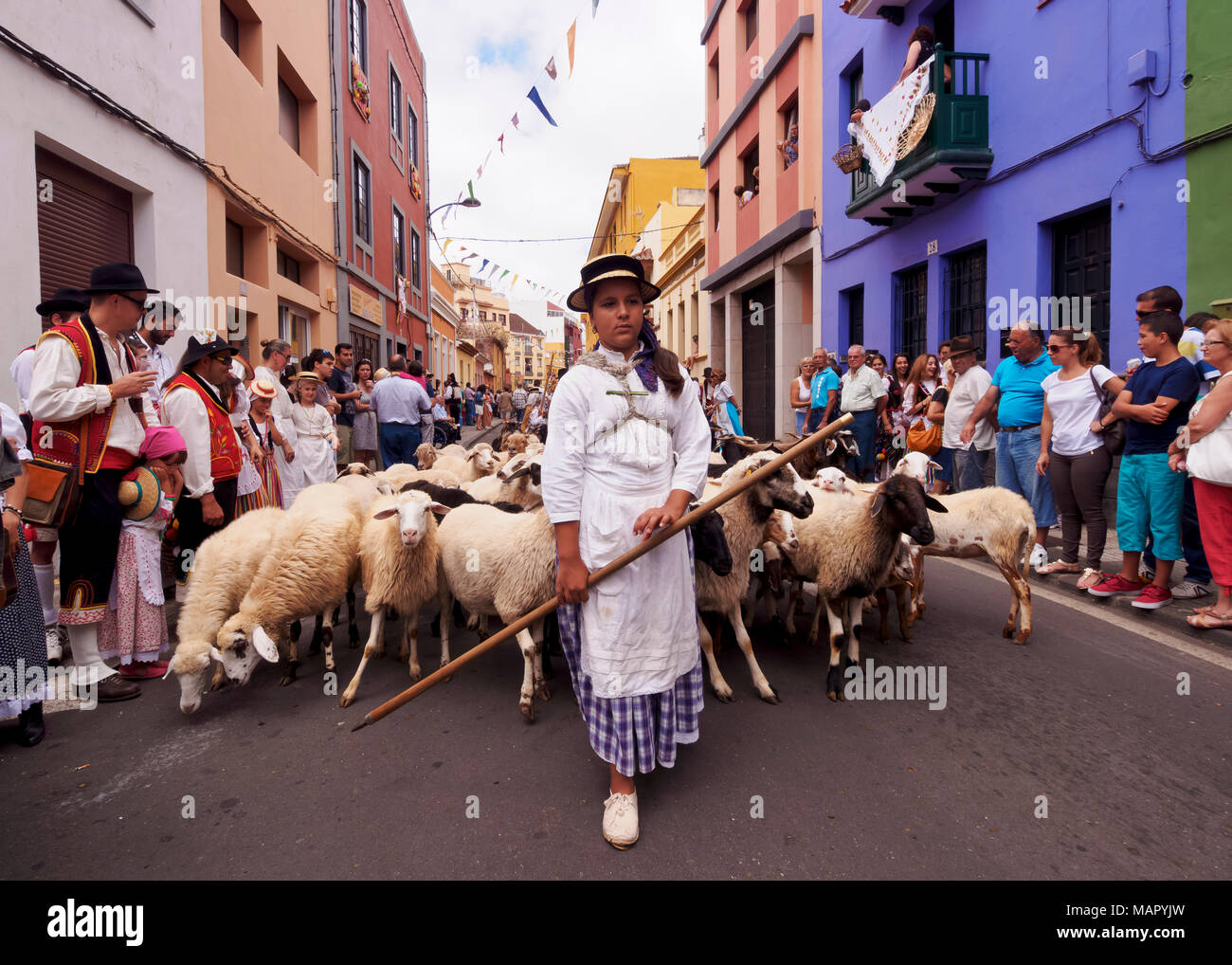 Frau mit Schafen, Romeria de San Benito de Abad, traditionelle Straßenfest, San Cristobal de La Laguna, Teneriffa, Kanarische Inseln, Spanien, Europa Stockfoto