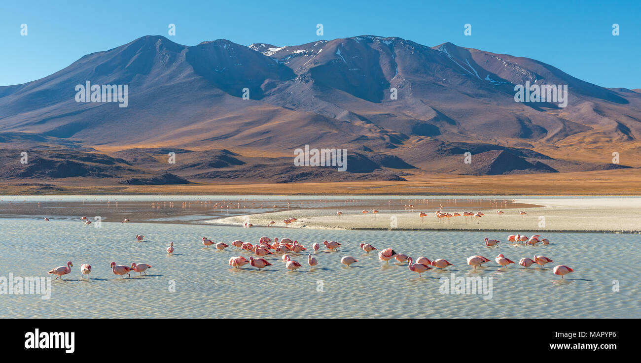 Landschaft der Anden an der Canapa Lagoon mit James und chilenische Flamingos im Vordergrund, Altiplano von Bolivien, Südamerika. Stockfoto Landschaft der Anden an der Canapa Lagoon mit James und chilenische Flamingos im Vordergrund, Altiplano von Bolivien, Südamerika. Stockfoto