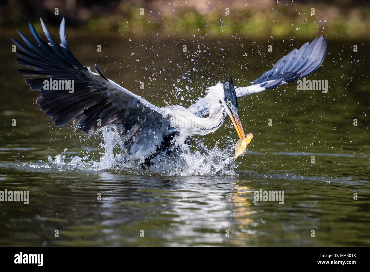 Ein erwachsener cocoi Graureiher (Ardea cocoi), Angeln. Pousado Rio Claro, Mato Grosso, Brasilien, Südamerika Stockfoto