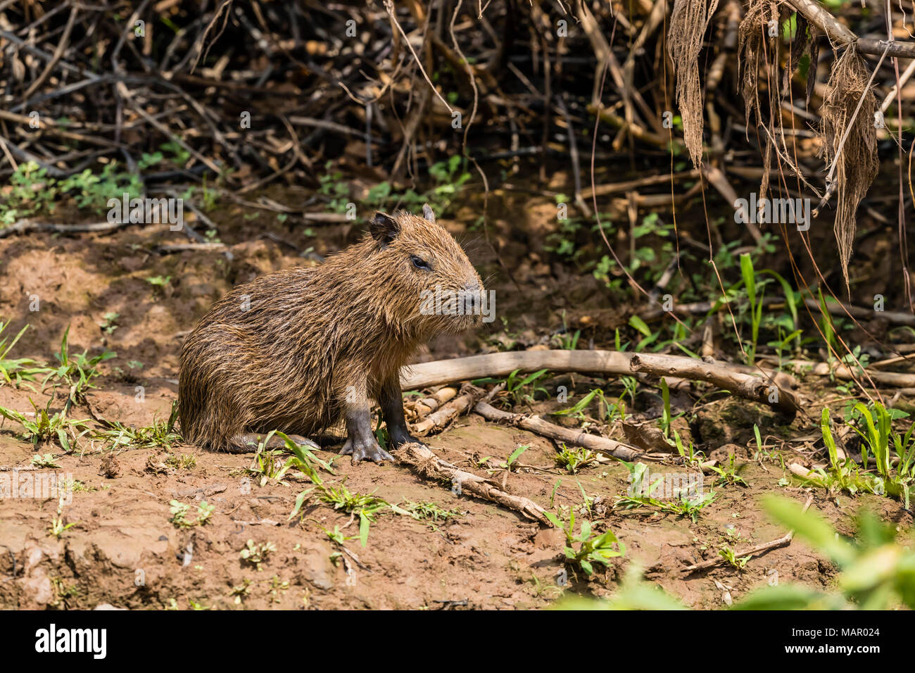 Eine Bucht capybara (Hydrochoerus hydrochaeris), Porto Jofre, Mato Grosso, Pantanal, Brasilien, Südamerika Stockfoto