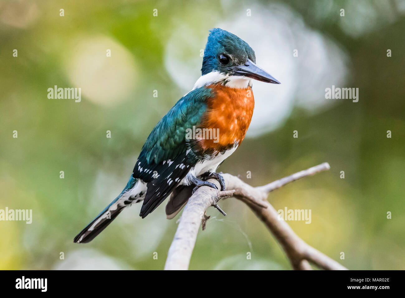 Ein erwachsenes Männchen grün Kingfisher (Chloroceryle americana), Porto Jofre, Mato Grosso, Pantanal, Brasilien, Südamerika Stockfoto