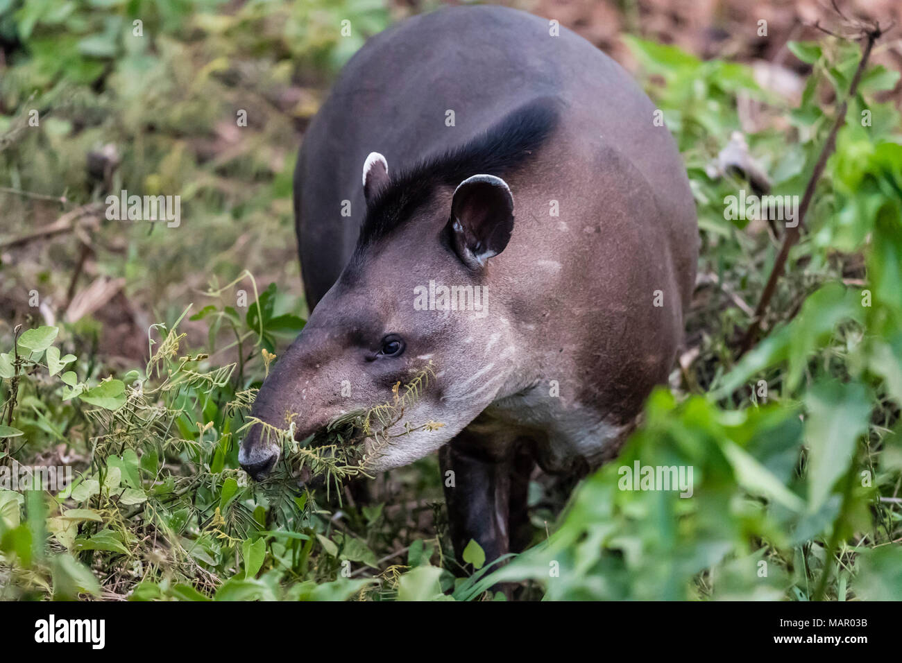 Ein erwachsener South American Tapir (Tapirus terrestris), pousado Rio Claro, Mato Grosso, Brasilien, Südamerika Stockfoto