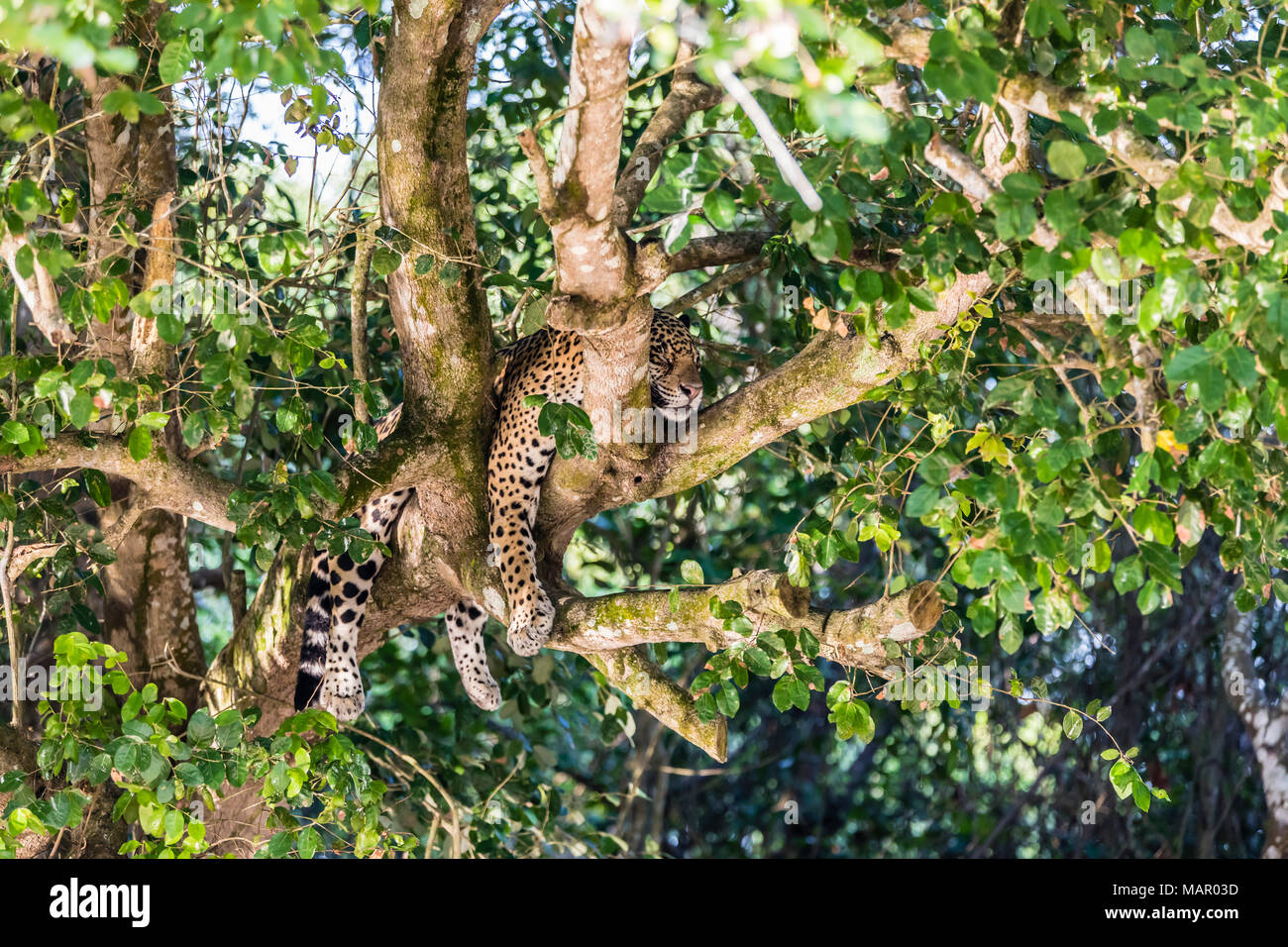Ein erwachsener Jaguar (Panthera onca), schlafen in einem Baum auf dem Rio Tres Irmao, Mato Grosso, Brasilien, Südamerika Stockfoto