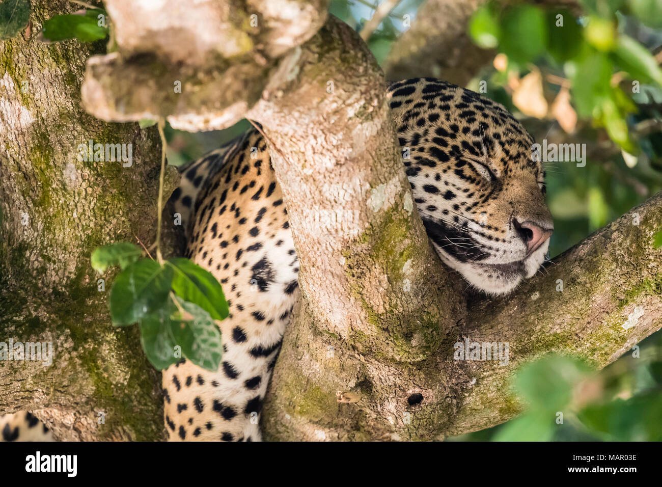 Ein erwachsener Jaguar (Panthera onca), schlafen in einem Baum auf dem Rio Tres Irmao, Mato Grosso, Brasilien, Südamerika Stockfoto