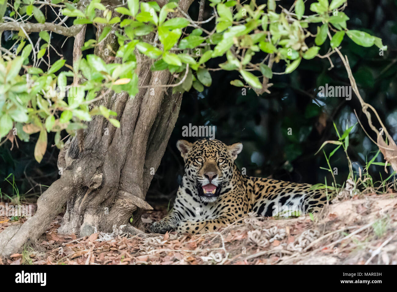 Ein erwachsener Jaguar (Panthera onca), am Ufer des Rio Tres Irmao, Mato Grosso, Brasilien, Südamerika Stockfoto