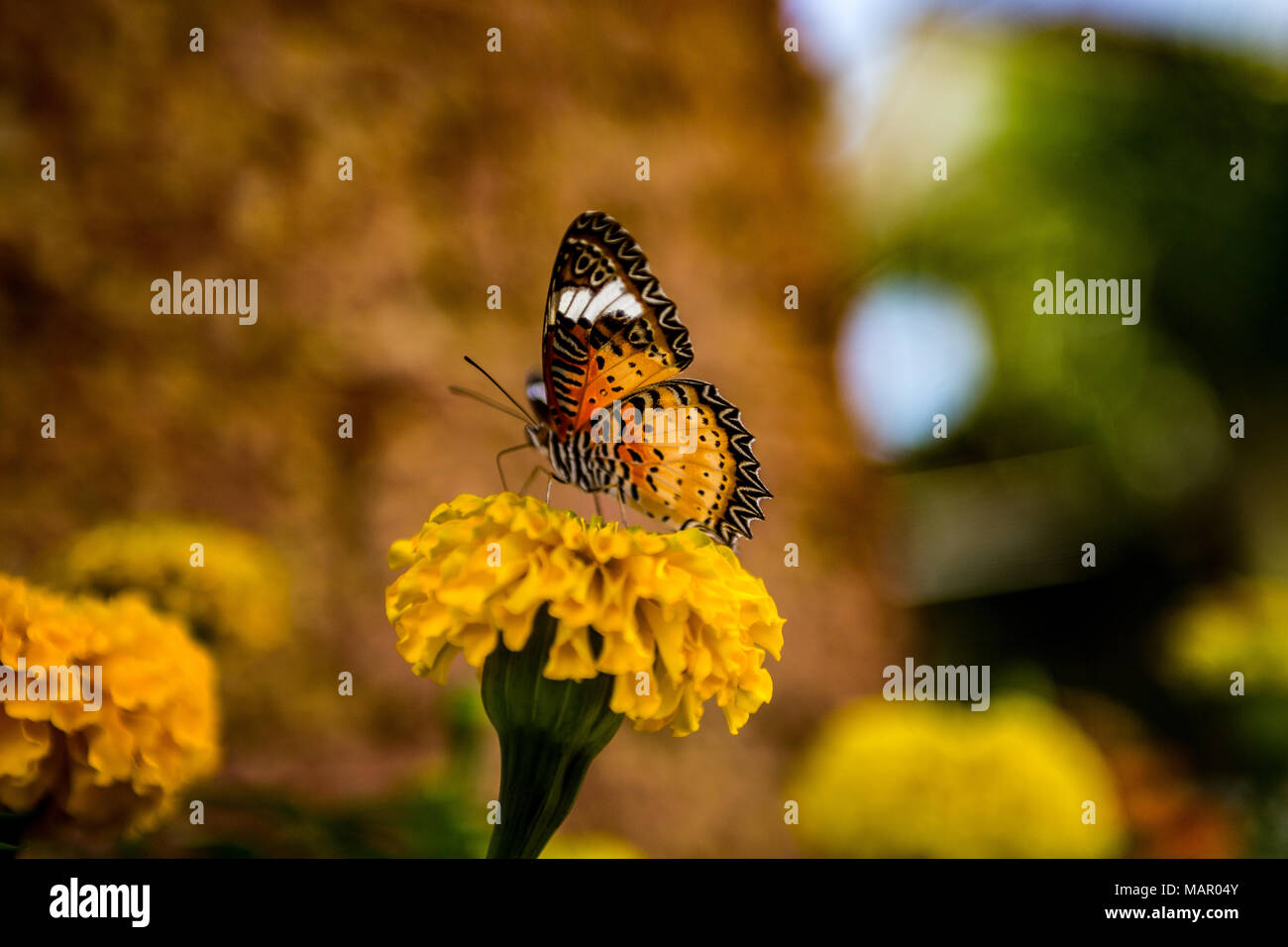 Schmetterling Stockfoto