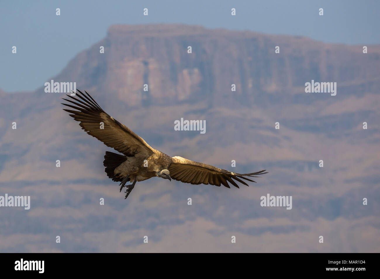 Cape Vulture (Tylose in coprotheres), Giant's Castle Game Reserve, KwaZulu-Natal, Südafrika, Afrika Stockfoto