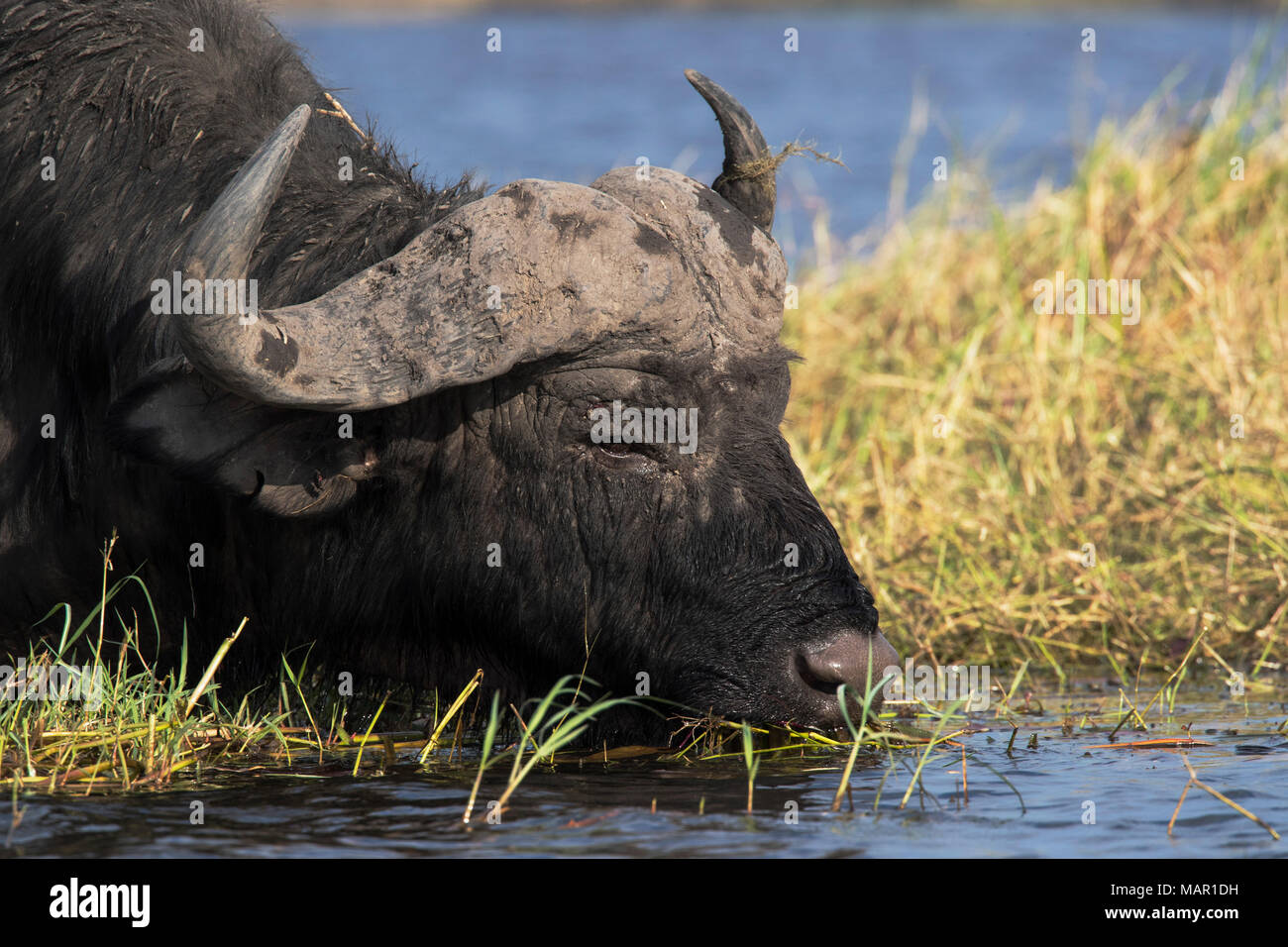 Kaffernbüffel (Syncerus Caffer), Chobe River, Botswana, Afrika Stockfoto