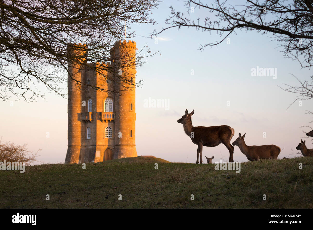 Deer Standing unter Broadway Tower, Broadway, die Cotswolds, Worcestershire, England, Vereinigtes Königreich, Europa Stockfoto