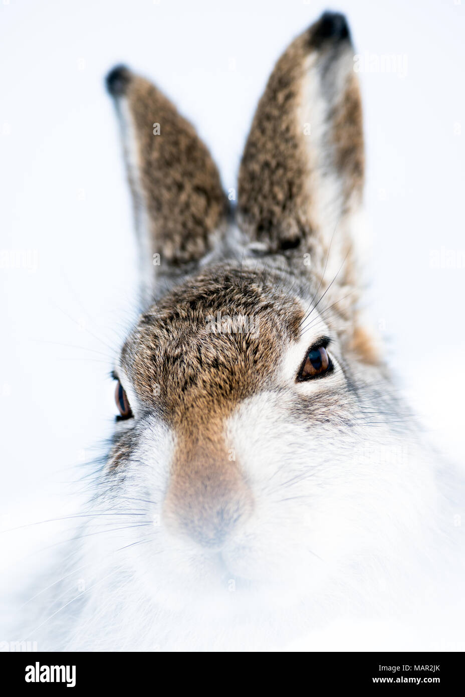 Portrait Schneehase (Lepus timidus) im Winter Schnee, Scottish Highlands, Schottland, Großbritannien, Europa Stockfoto