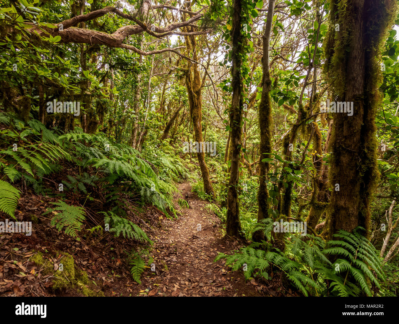 Bosque Encantado, Lorbeerwald, Anaga ländlichen Park, Teneriffa, Kanarische Inseln, Spanien, Europa Stockfoto