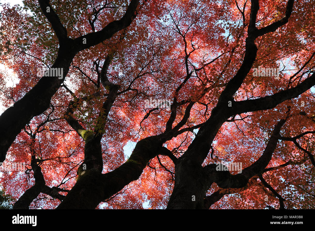 Herrliche Herbst Blatt Farbe in der japanischen Ahorn Bäume in Ginkakuji (Silberner Pavillon) Zen Tempel Garten, Kyoto, Japan, Asien Stockfoto