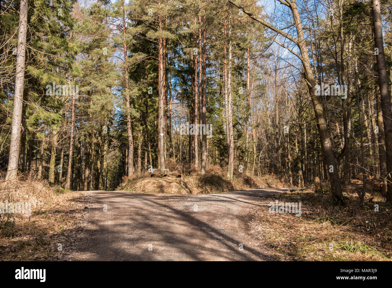 Kreuzung mitten im Wald Stockfoto