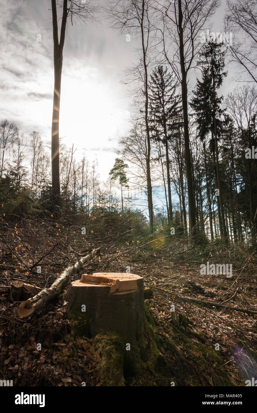 Baumstumpf und die Sonne in der Mitte des Waldes Stockfoto