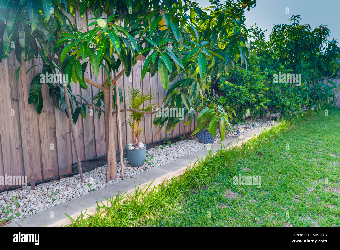 Einheimische australische Garten mit Mango (Mangifera indica), Orange (Citrus sinsensis) und Zitrone (Citrus limon) Bäume. POTTS HILL. NSW. Australien Stockfoto