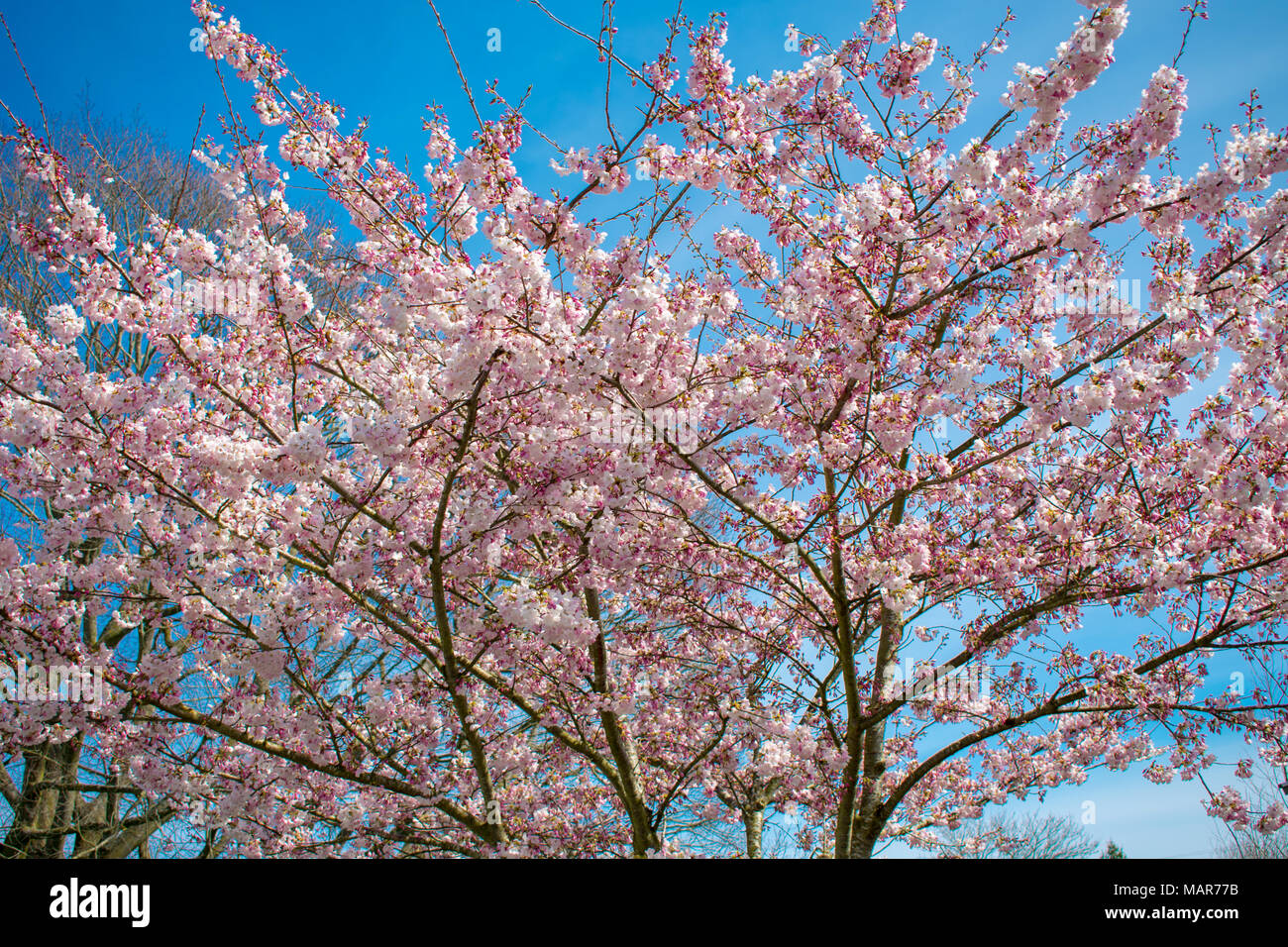 Kirschbaum in Blüte im Frühjahr Stockfoto