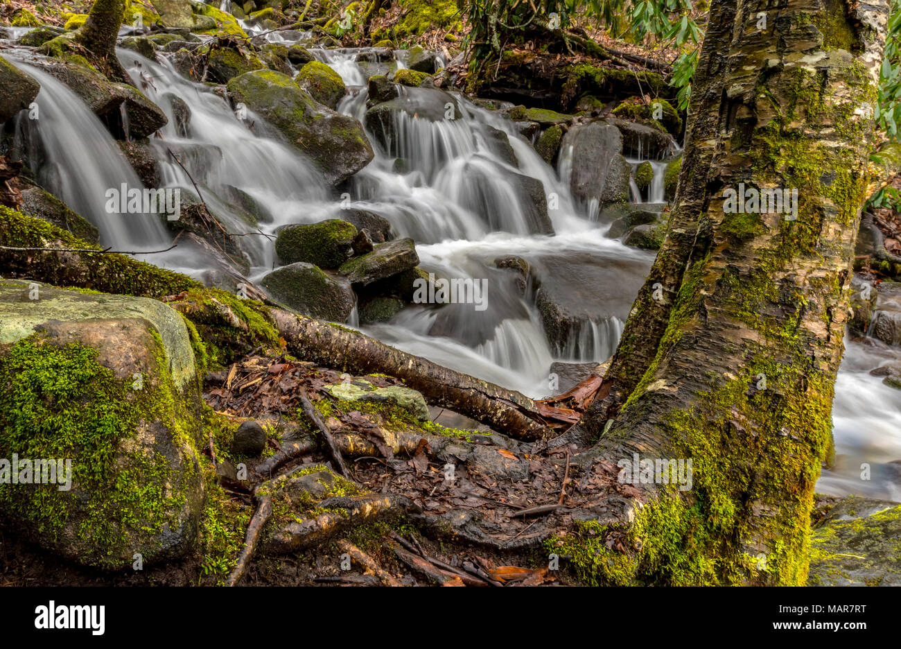 Moos bedeckt Baum und Stream in den Smoky Mountains Stockfoto