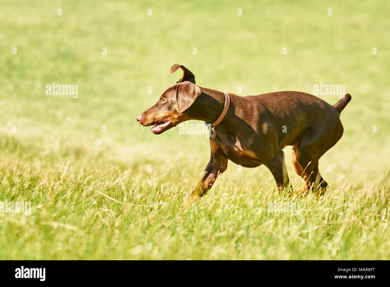 Junge Braune und tan Dobermann Welpen Stockfoto