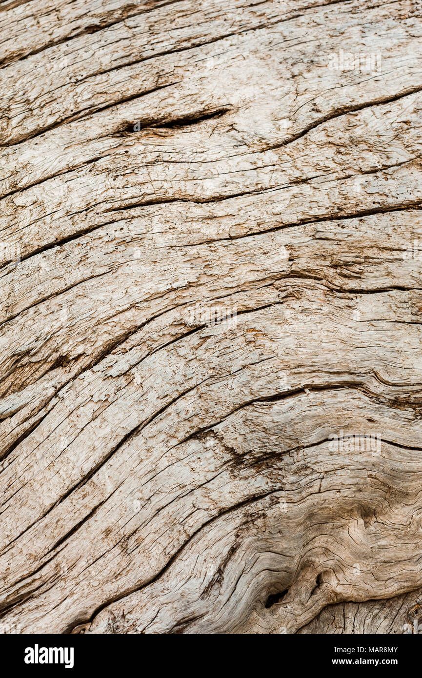 Abstrakte Muster in Strand Treibholz. Stockfoto