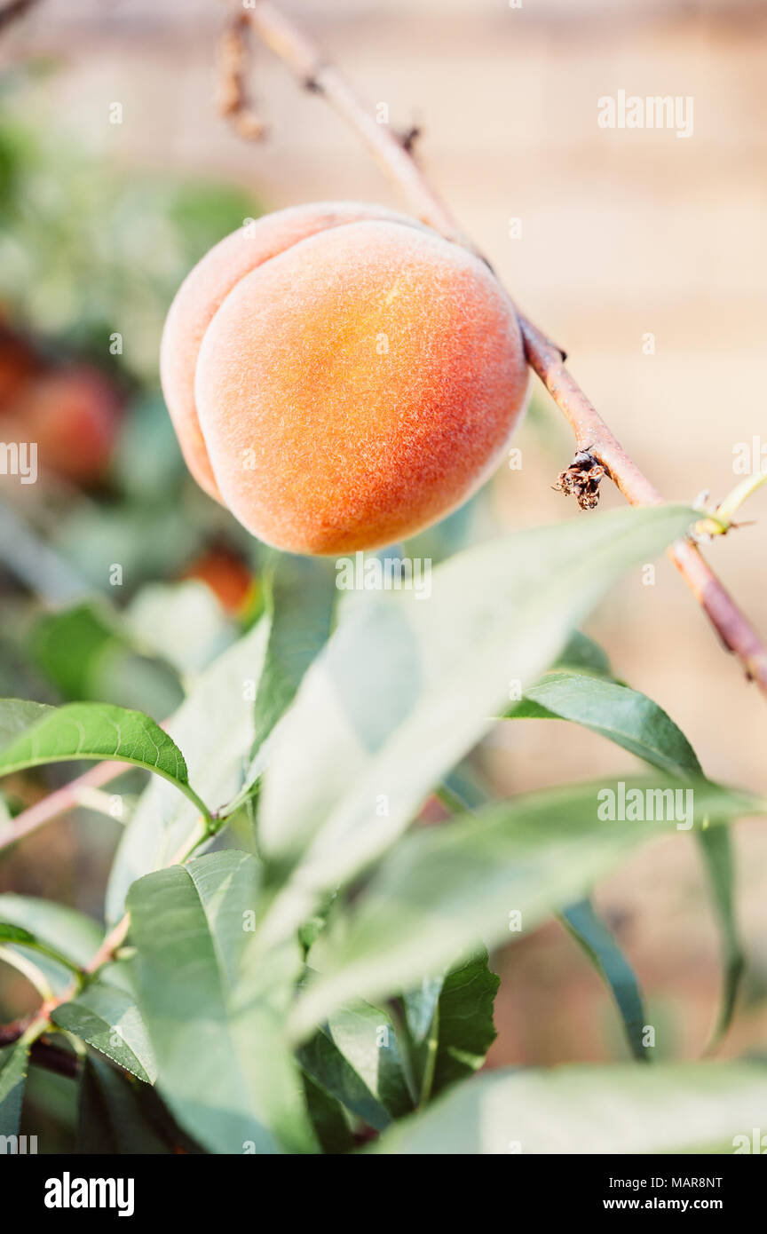 Reife Pfirsiche wachsen in einem Peach Tree Stockfoto