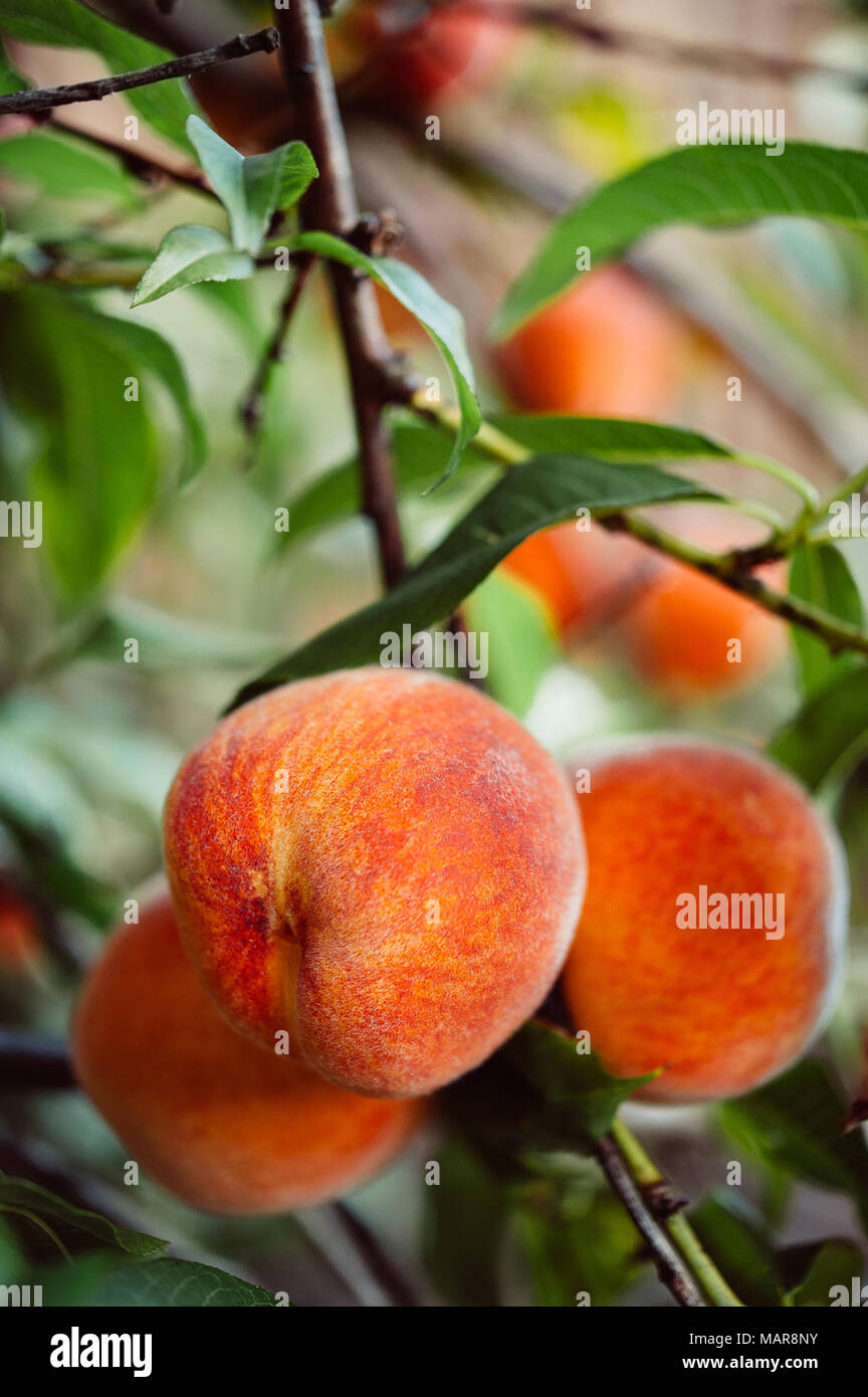 Pfirsiche Wachsen Baum Stockfotos und bilder Kaufen Alamy