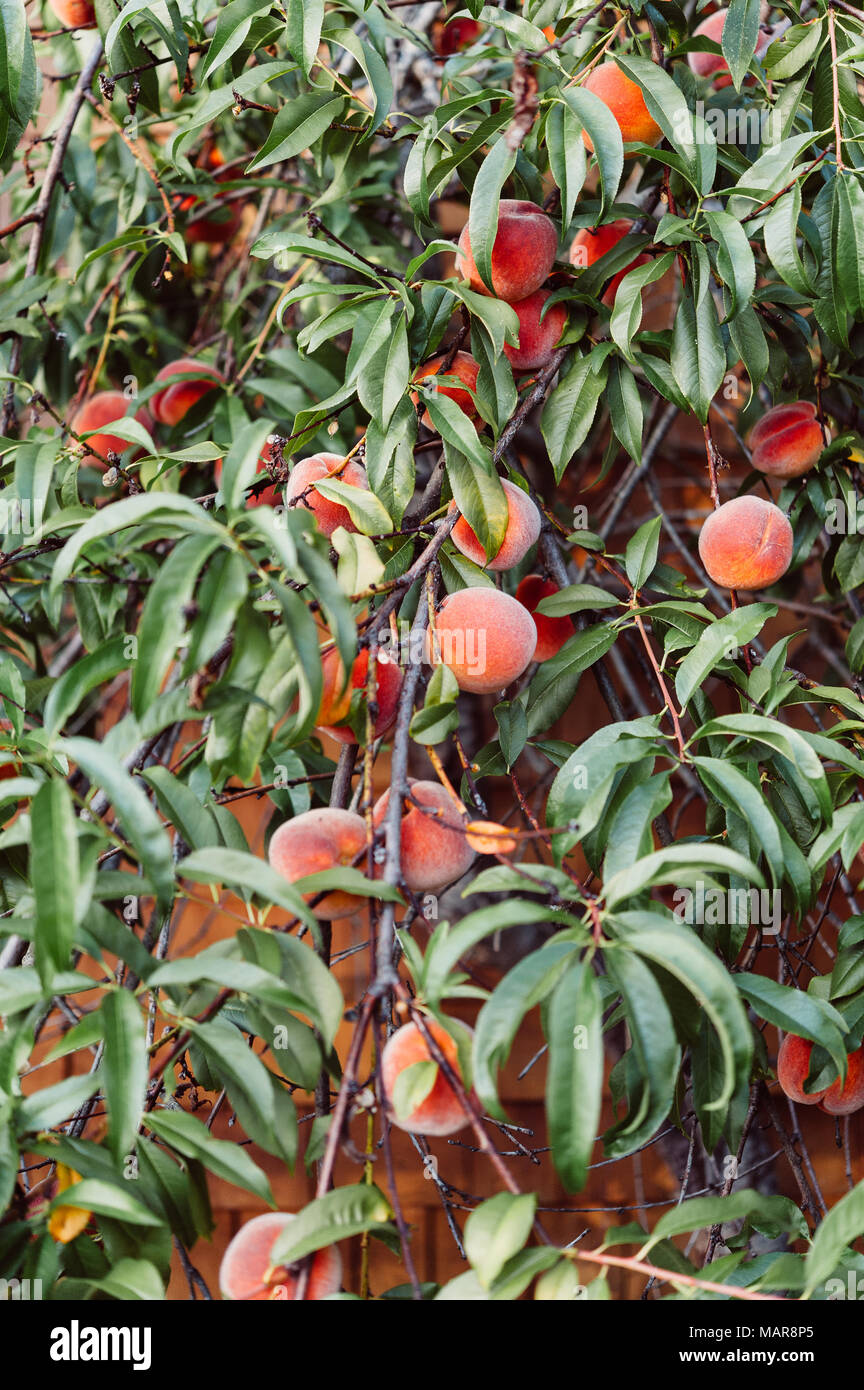 Reife Pfirsiche wachsen in einem Peach Tree Stockfoto