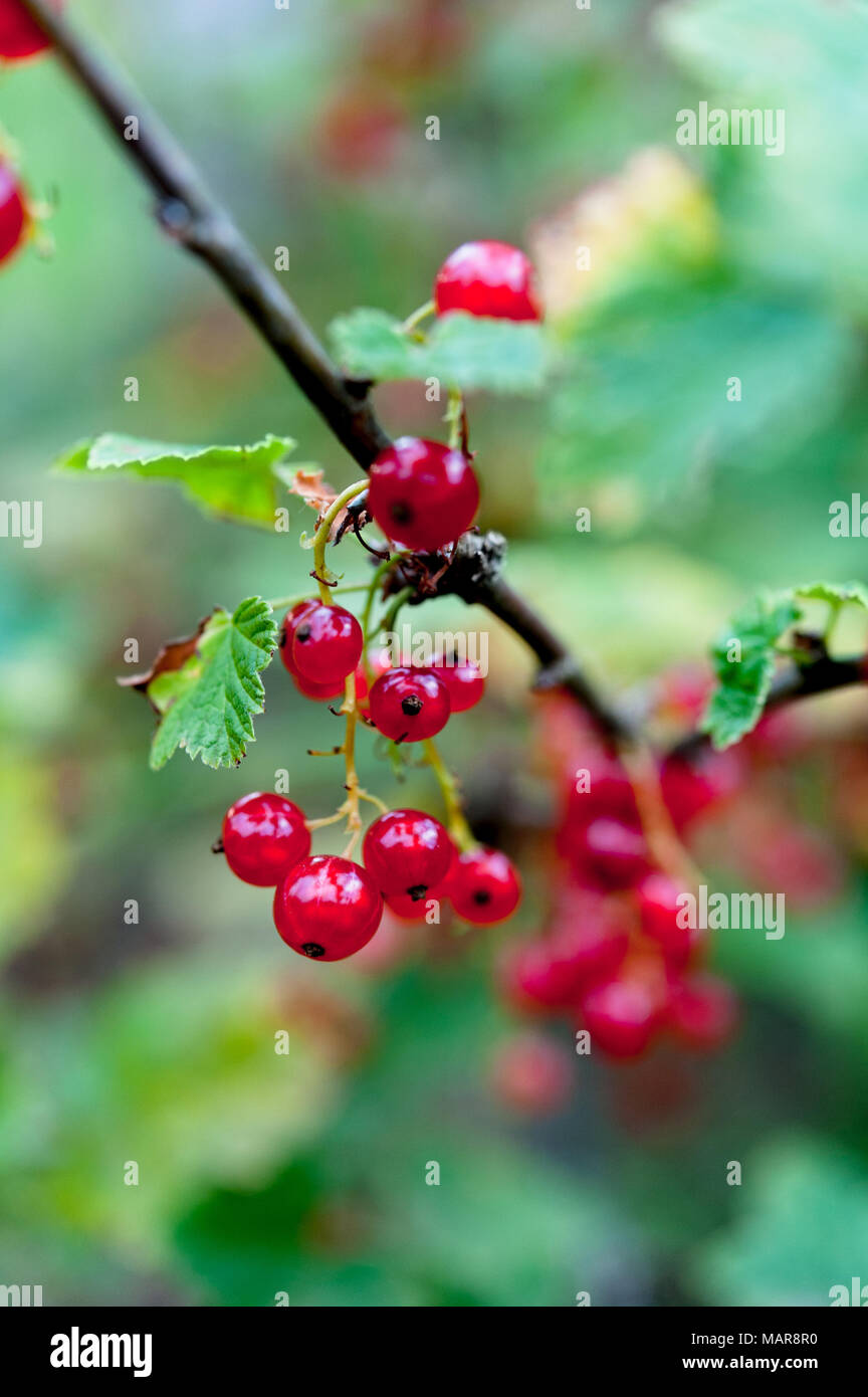 Reife rote Johannisbeeren wachsen auf rote Johannisbeere Bush. Stockfoto