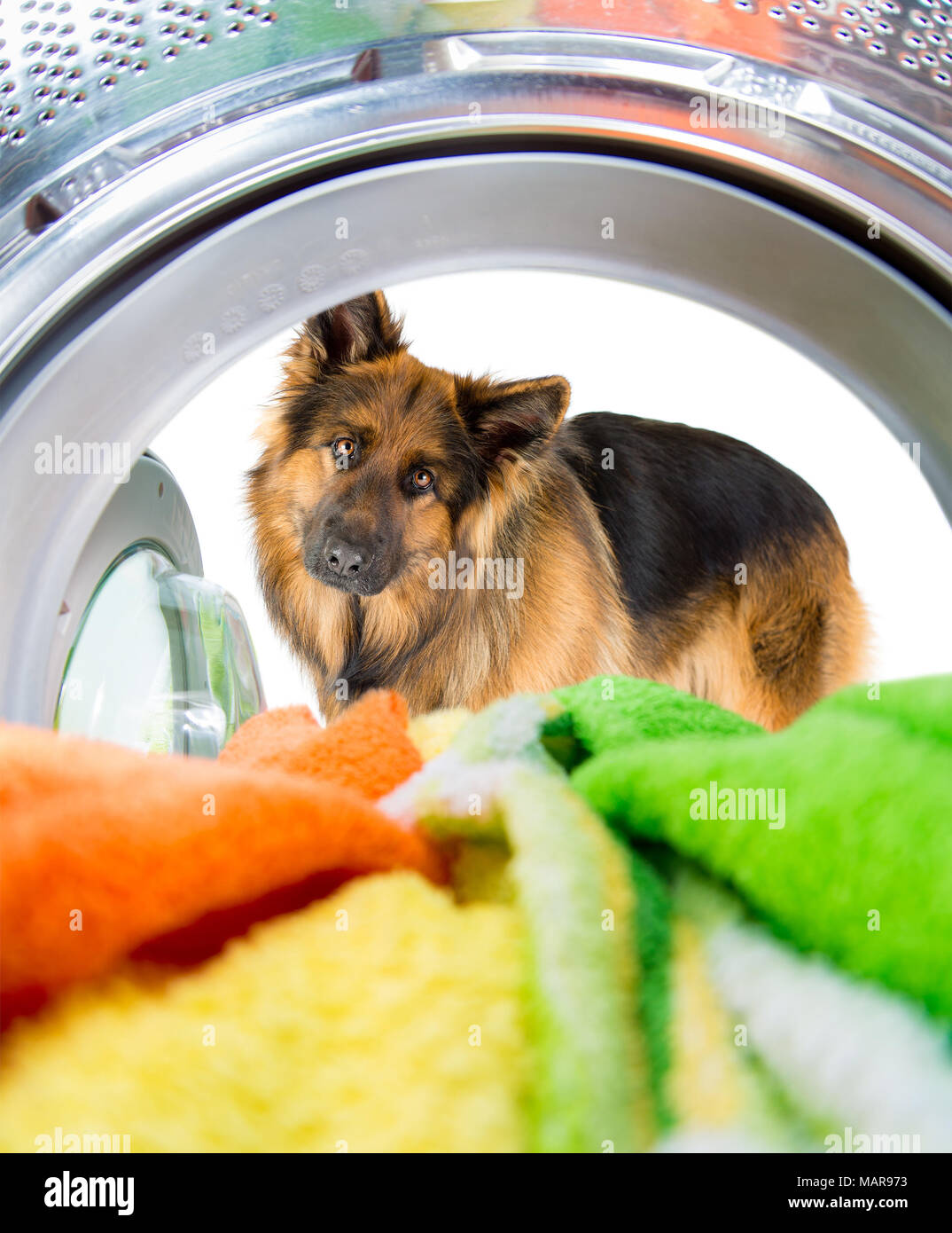 Schäferhund auf der Suche nach innen waschen Maschine mit Interesse Stockfoto