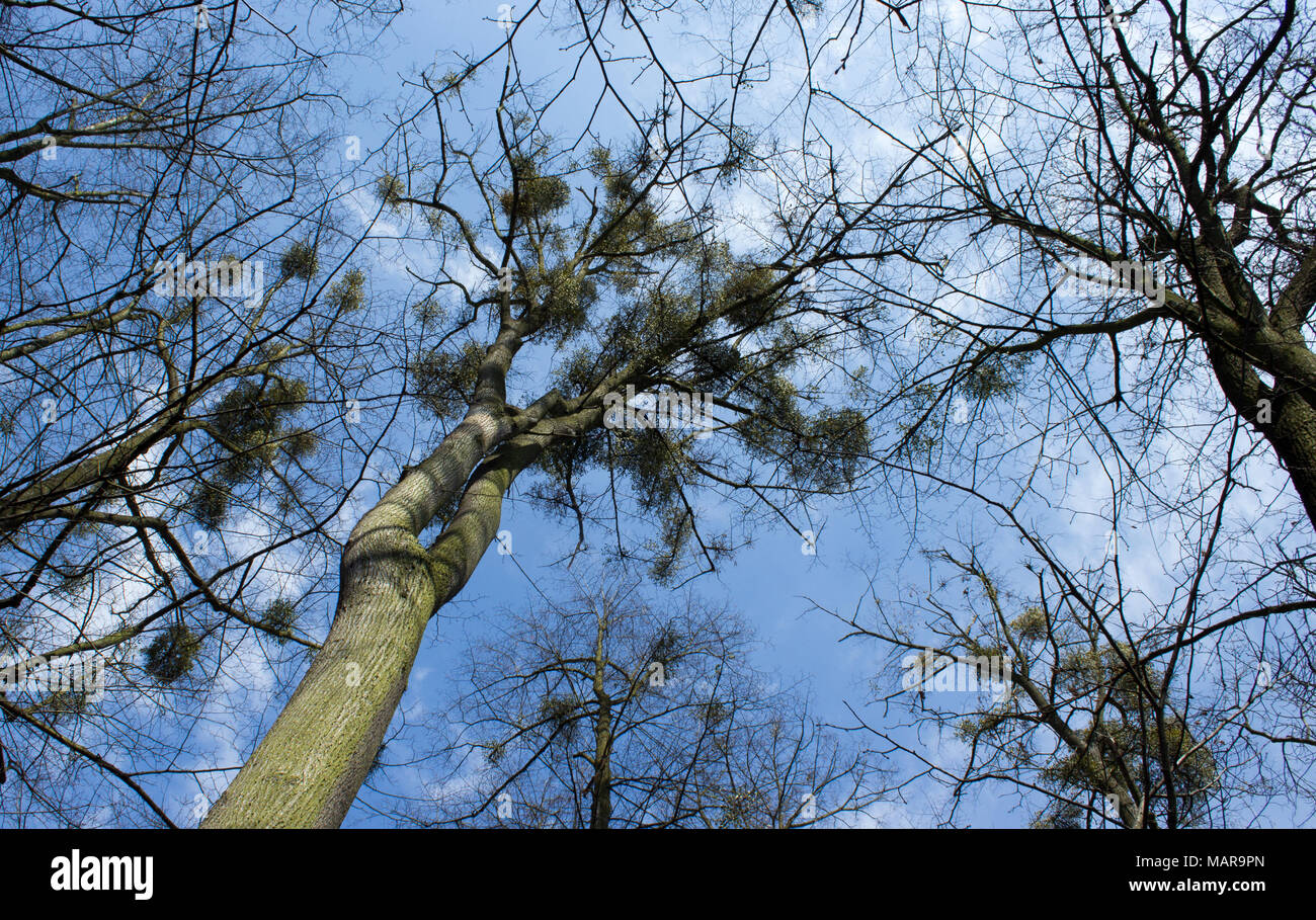 Bäume mit Mistel, blauer Himmel und weiße Wolken Stockfoto