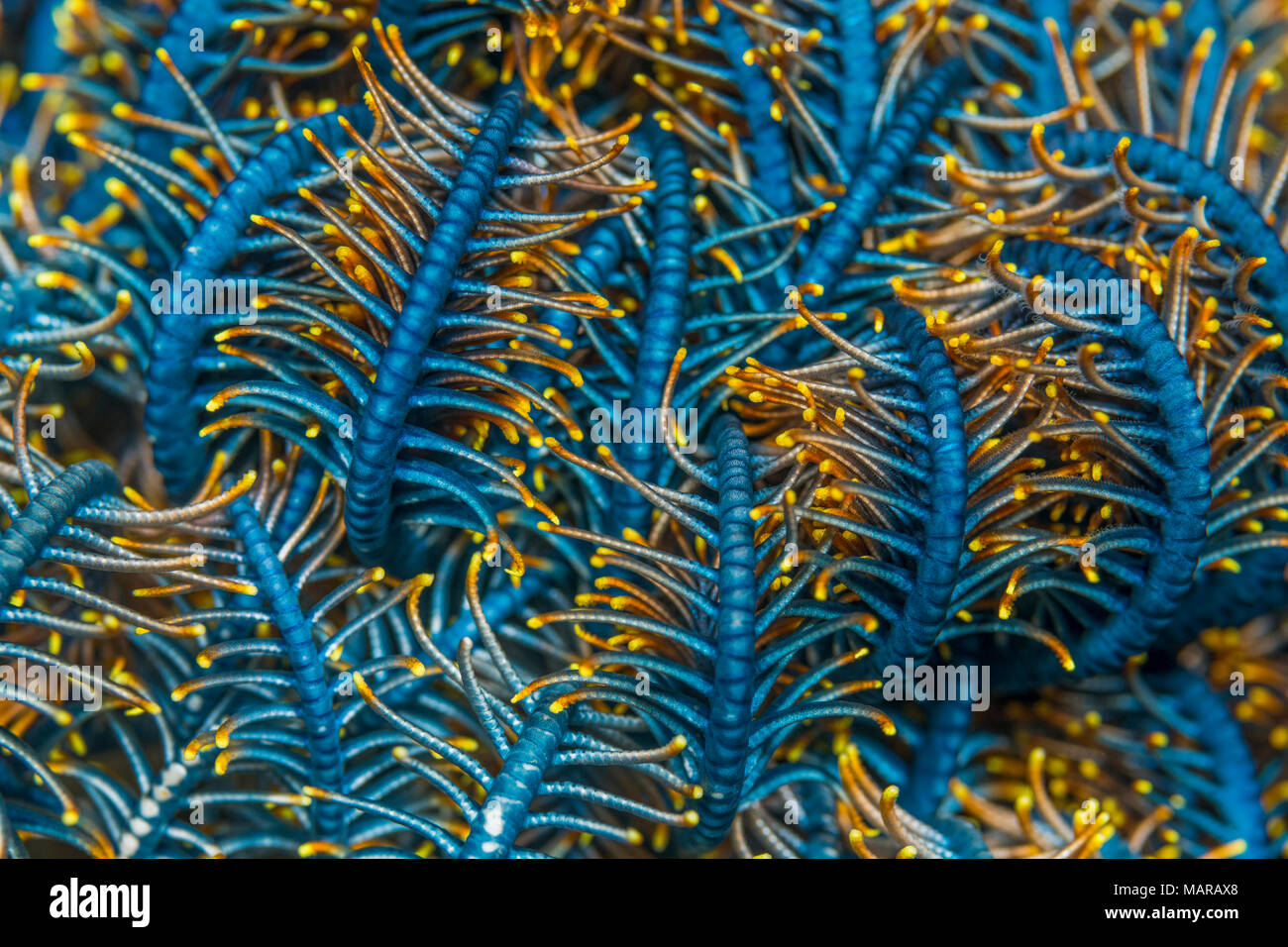 Crinoid aufgewickelt.. Stockfoto