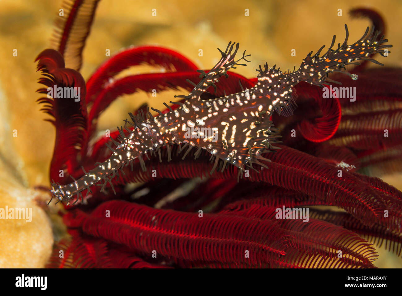 Reich verzierte unglaubliche Geisterpfeiffenfische (Solenostomus paradoxus) auf der Suche nach Unterschlupf in einem Crionoid.. Stockfoto