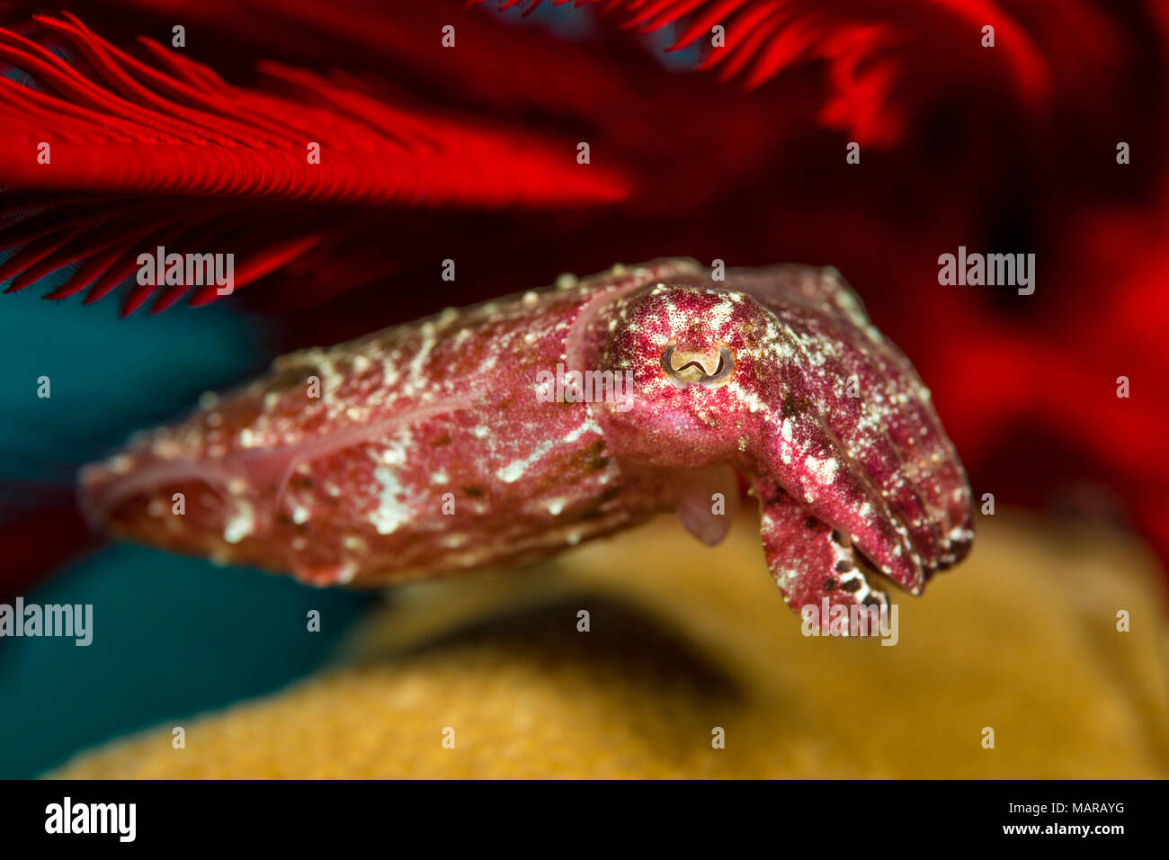 Crinoid Tintenfisch auf der Suche nach Unterschlupf unter einem Crinoid Stockfoto