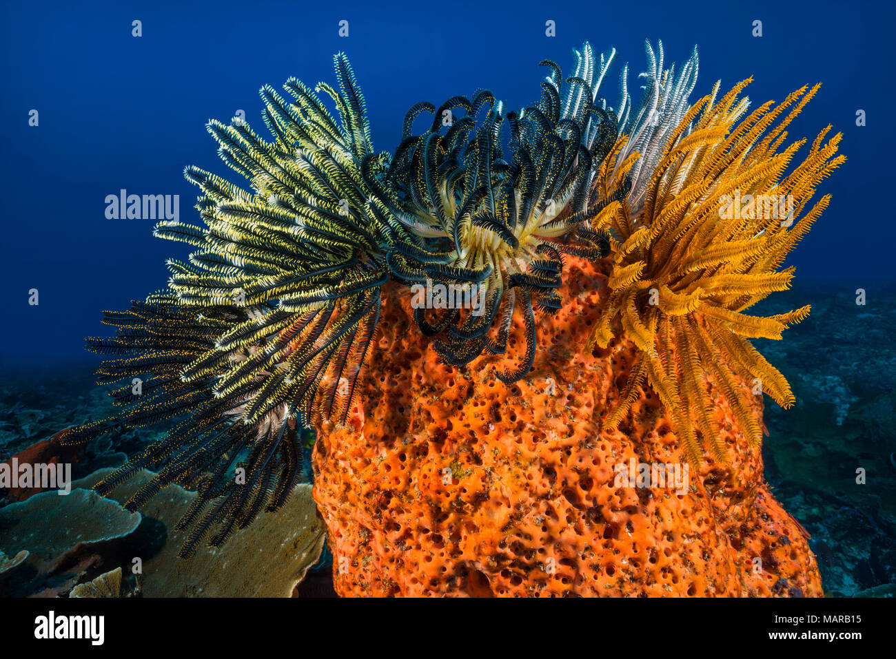 Crinoiden. .. Stockfoto