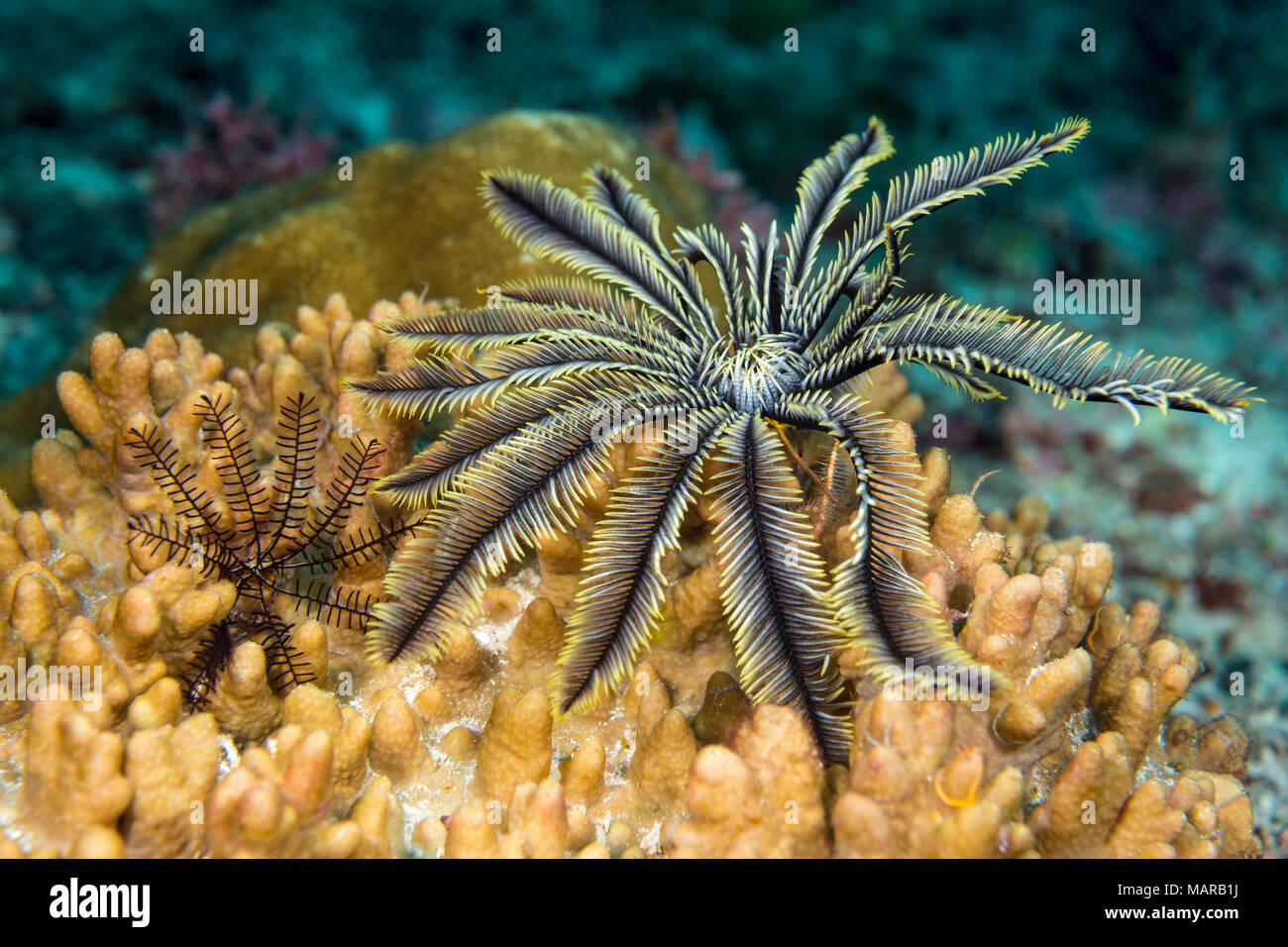 Crinoiden, zwei Arten auf einem weichen Korallen. .. Stockfoto