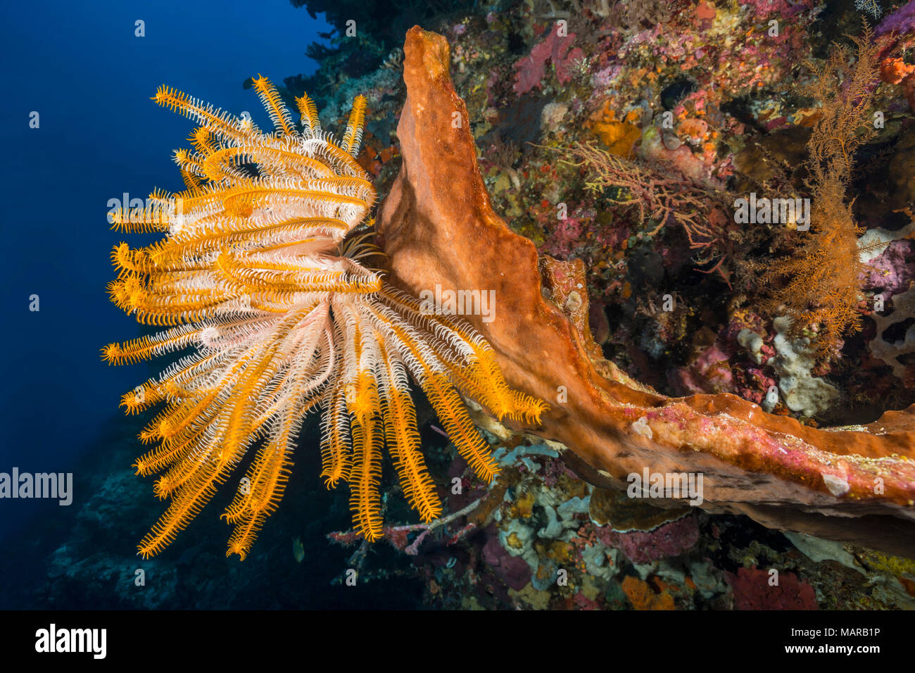 Crinoid. .. Stockfoto