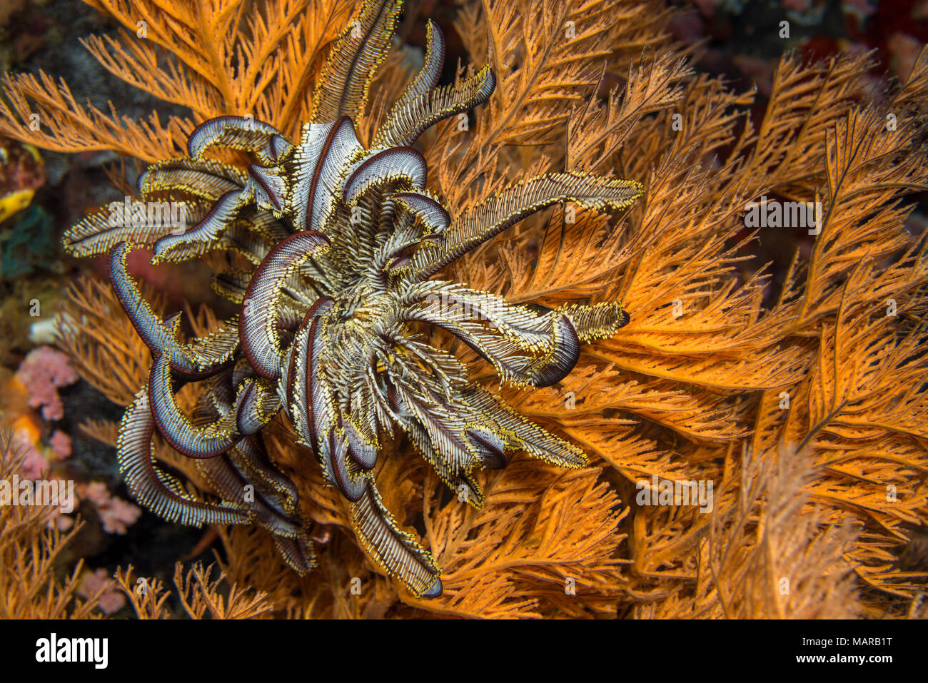 (Himerometra Crinoid spec.) Auf einem Schwarzen Korallen (Antipathes spec.). Stockfoto