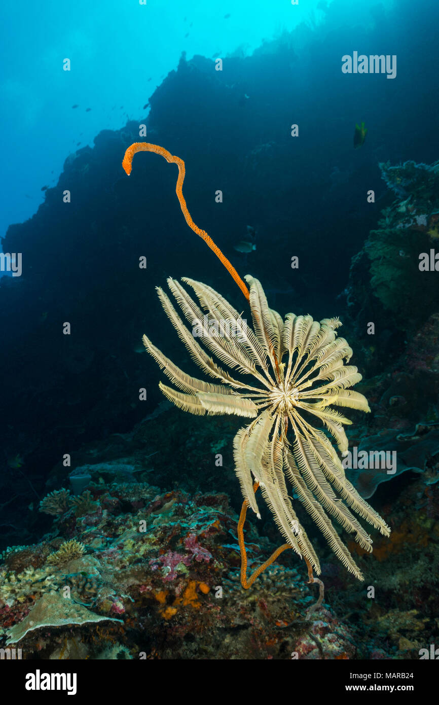 Crinoid auf eine Peitsche Coral. .. Stockfoto