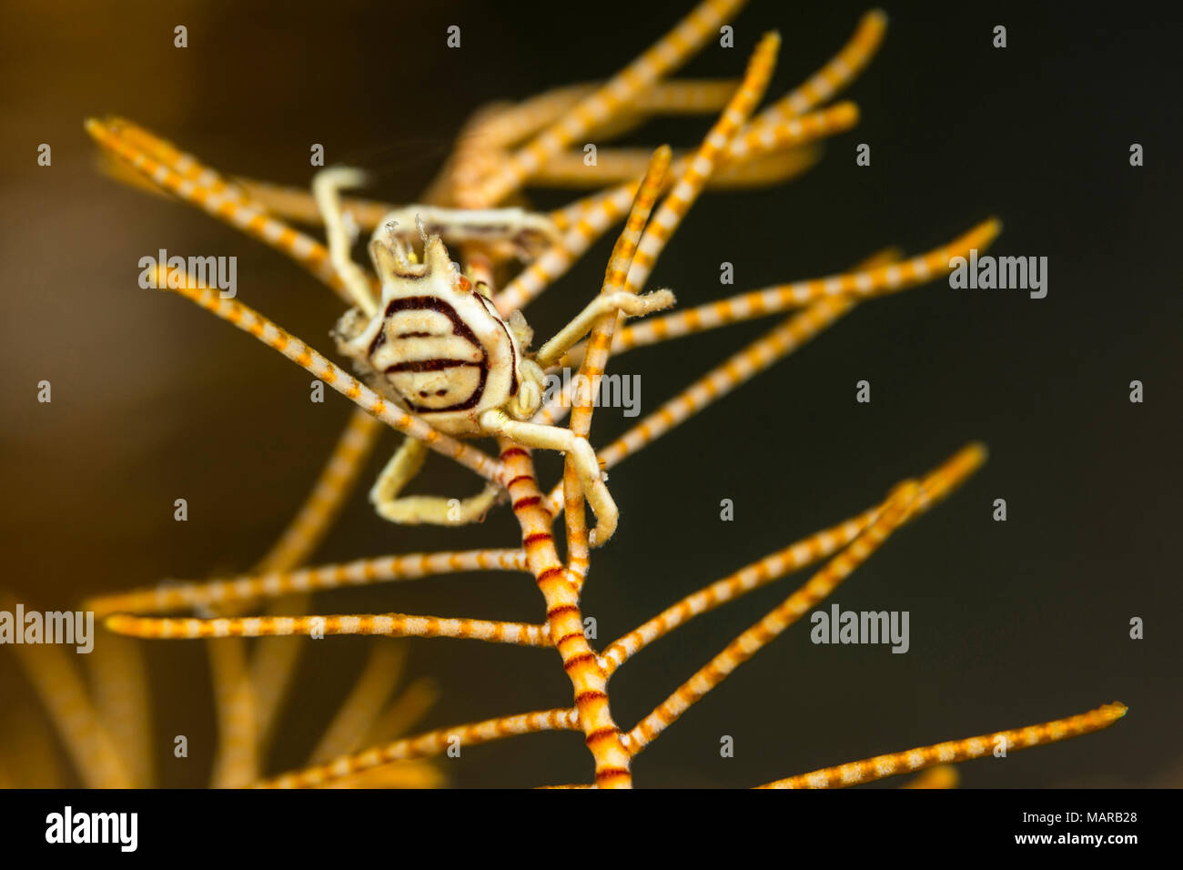 Krabben sitzen auf dem Arm eines crinoidd. .. Stockfoto