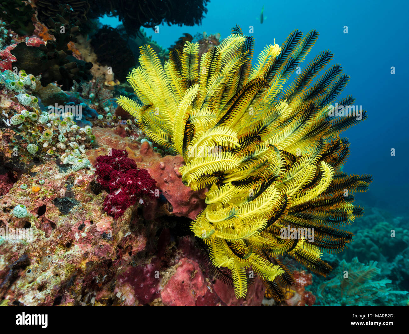 (Crinoid Comanthina spec.) ... Stockfoto