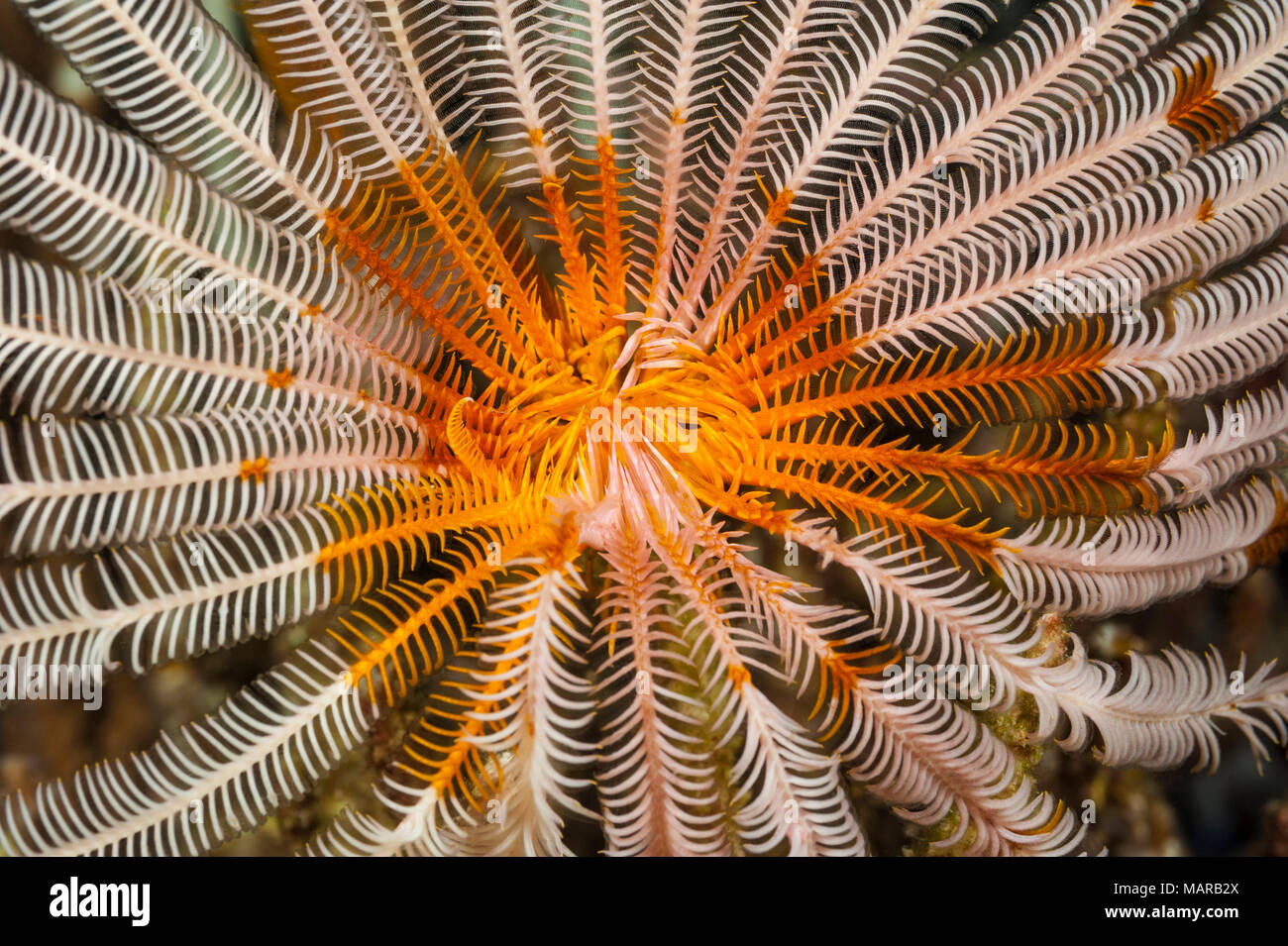 Crinoiden. .. Stockfoto