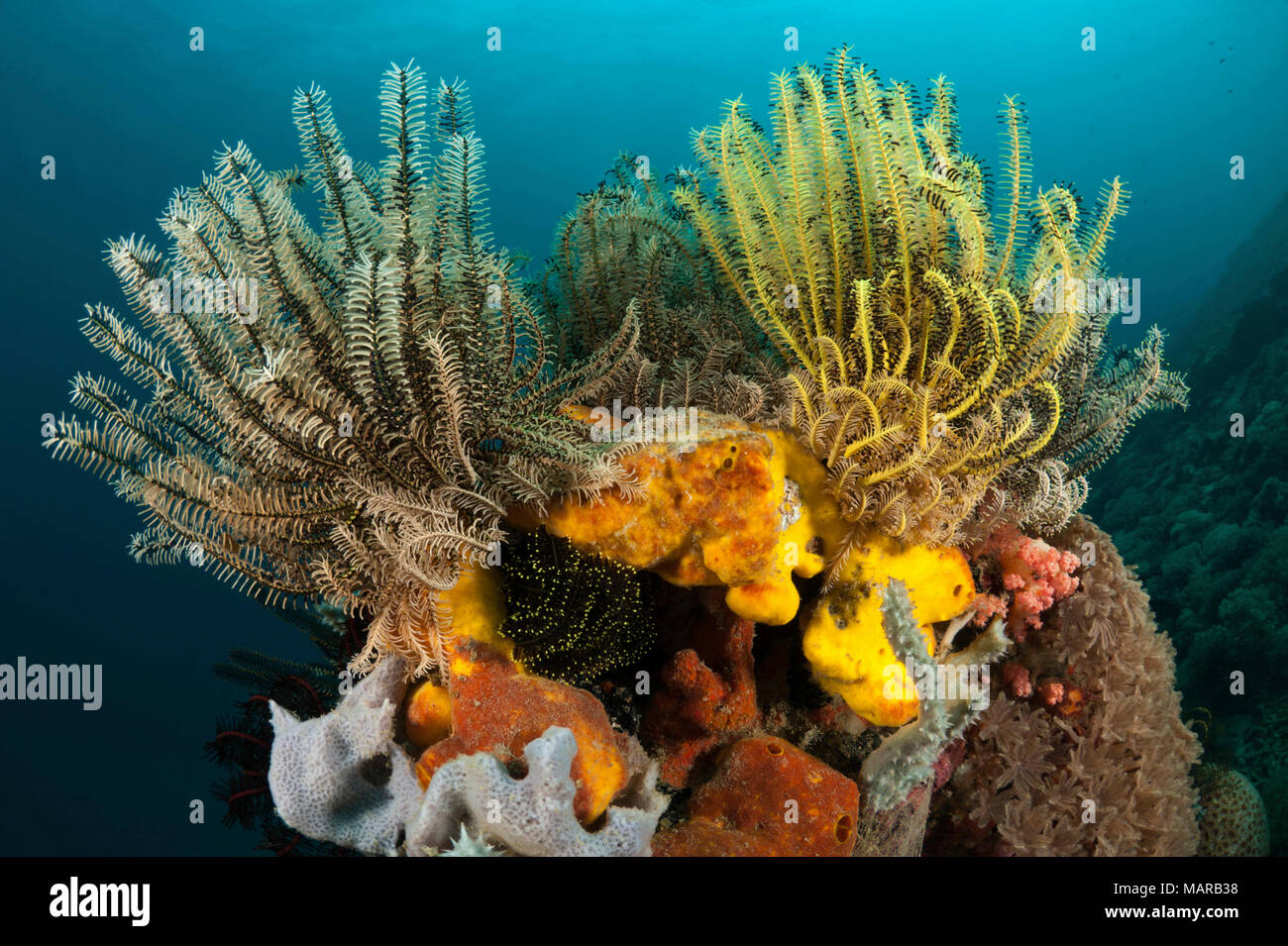 Crinoiden. .. Stockfoto