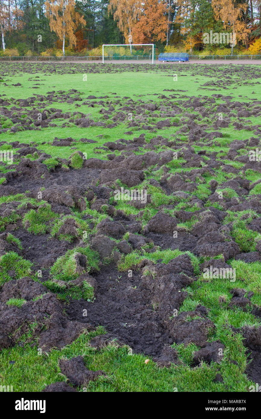 Wildschwein (Sus scrofa). Sport Boden gegraben, die von Wildschweinen. Deutschland Stockfoto